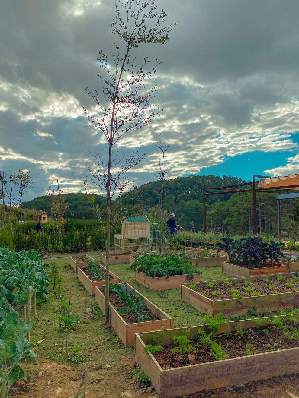 Gia đình Sài Gòn bỏ phố về rừng, biến đồi trọc thành trang trại trong mơ - 2