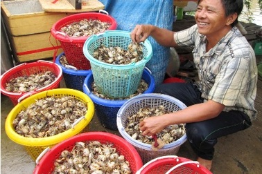 Cận cảnh chợ cua đồng lớn nhất miền Tây