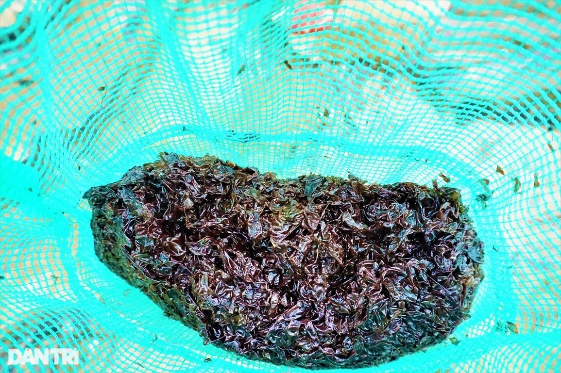 Dân làng chài kiếm được bộn tiền nhờ loại rau lộc biển - 10 Dân làng chài kiếm được bộn tiền nhờ loại rau lộc biển - 10