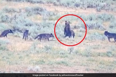 Clip gấu mẹ anh dũng bảo vệ đàn con khỏi đàn sói dữ