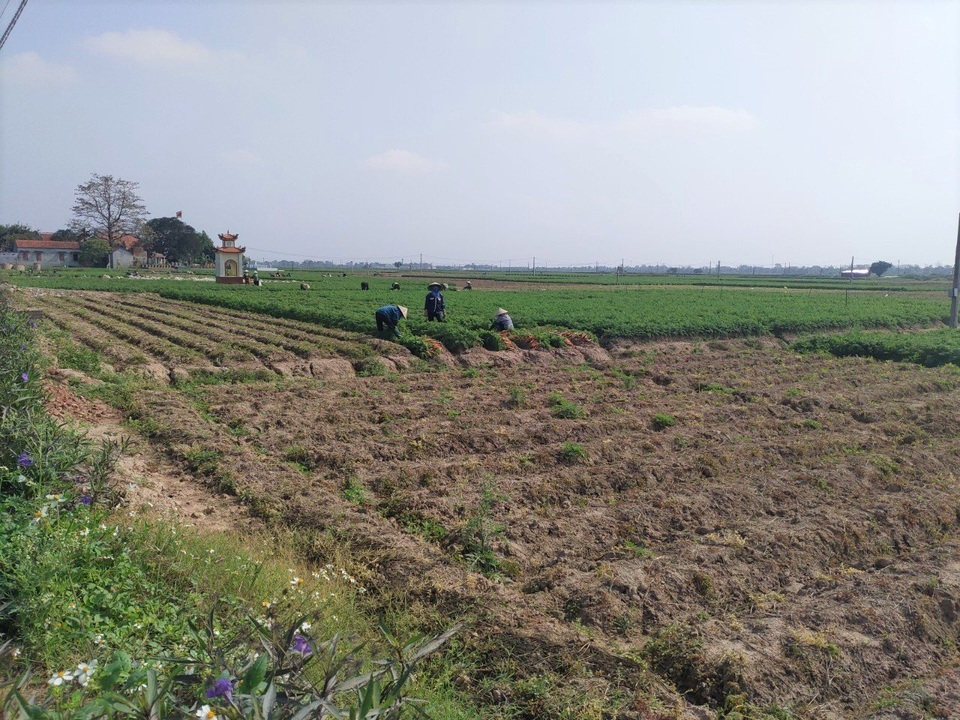 Tính hai mặt của giải cứu nông sản và những hệ lụy với xuất khẩu - 4 Tính hai mặt của giải cứu nông sản và những hệ lụy với xuất khẩu - 4
