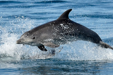 Nga đưa cá heo chiến đấu đến Crimea