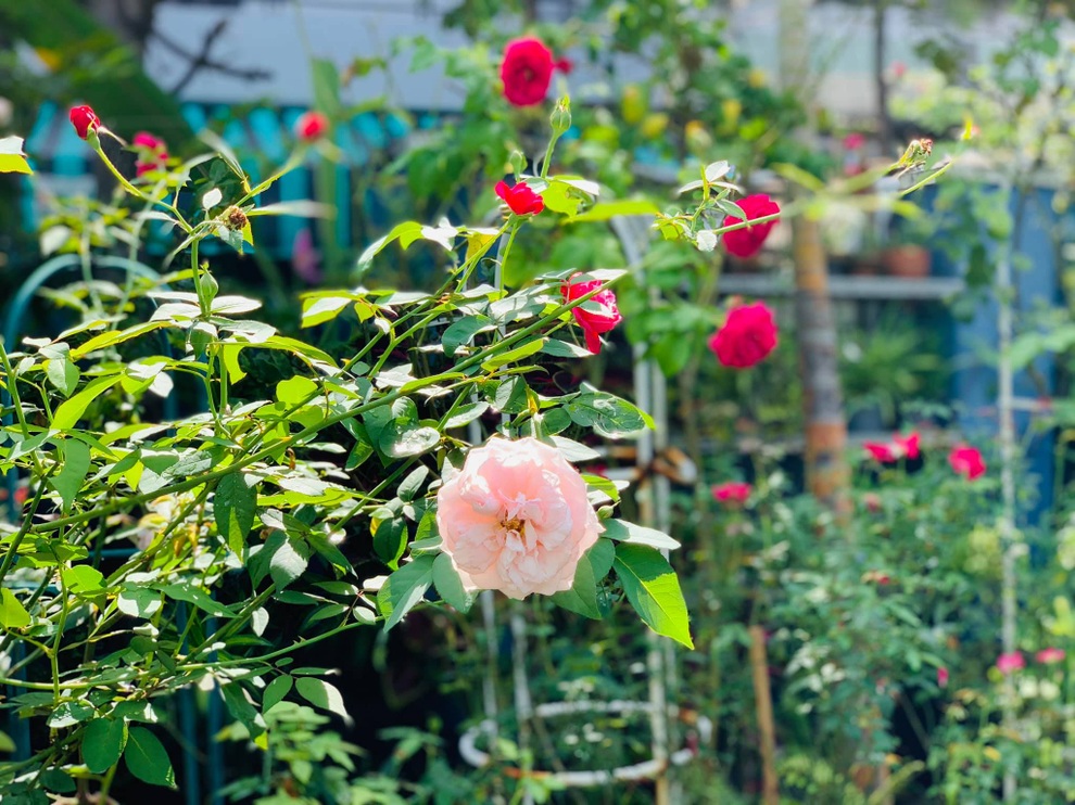 Giảng viên về hưu làm vườn nhiệt đới, trồng hoa hồng tặng vợ ở TPHCM - 9