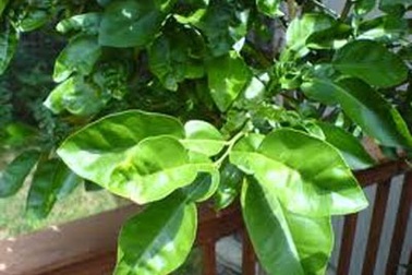 "Tẩy trần" cuối năm bằng nước lá 