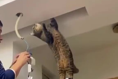 Bật cười trước hình ảnh chú mèo giúp chủ sửa điện