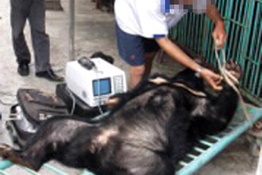 Hết thời hoàng kim, gấu bị “trảm” không thương tiếc