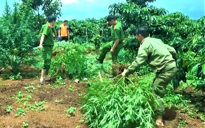 Trồng hàng trăm cây cần sa bị phát hiện