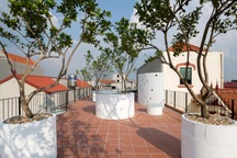 Gia đình ở Hà Nội trồng cả vườn bưởi trên sân thượng