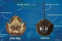 Ăn nhầm so biển cực độc, người đàn ông ở TPHCM suýt mất mạng