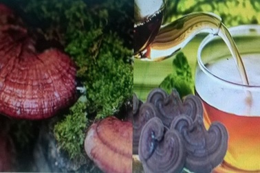 Nấm lim xanh: Dược liệu quý từ núi rừng Quảng Nam