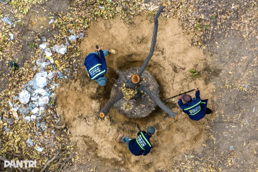 Đau đáu khi hạ cây xanh ở TPHCM để xây dựng hạ tầng - 1