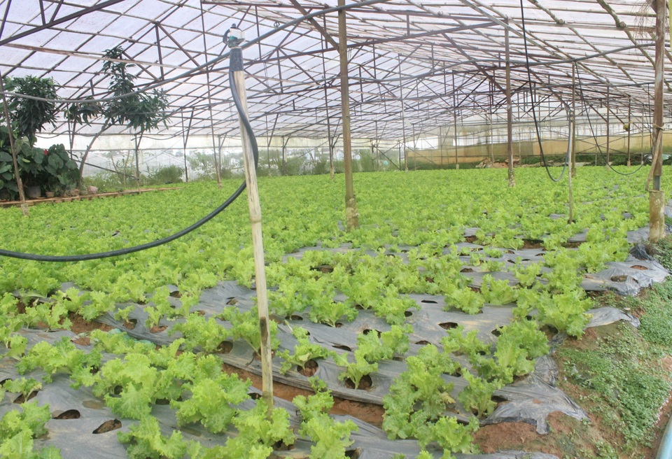 Giá rau, hoa Đà Lạt bật tăng sau dịch Covid-19 - 2 Giá rau, hoa Đà Lạt bật tăng sau dịch Covid-19 - 2