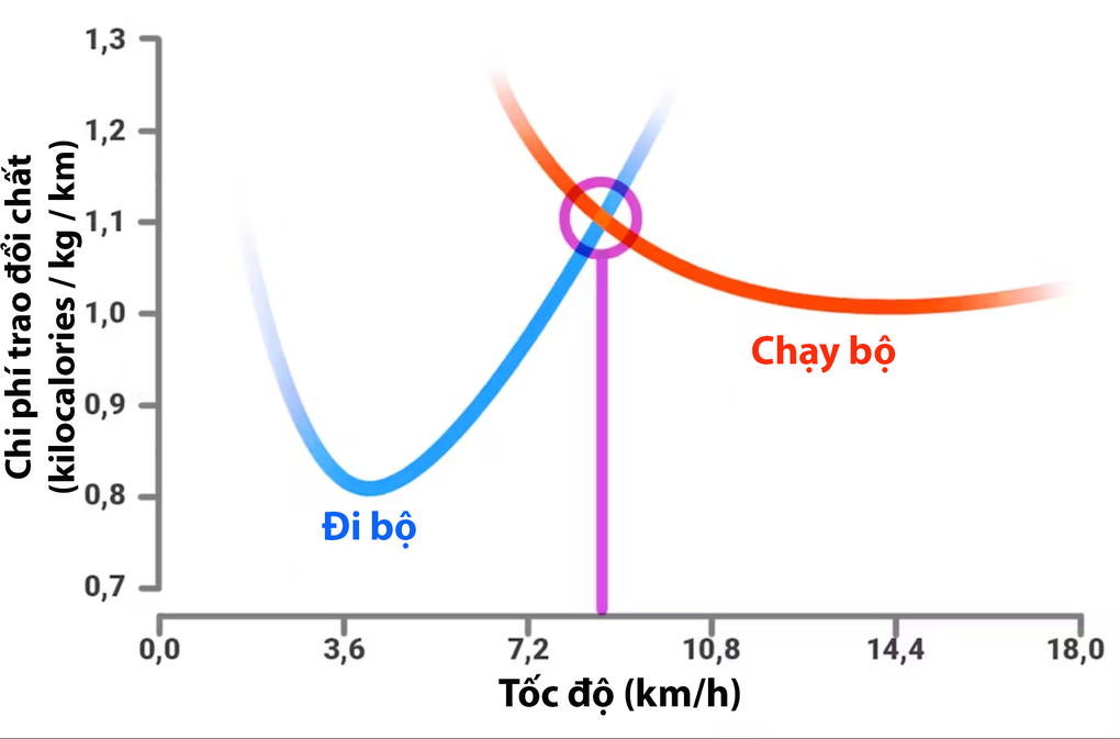 Khoa học sau mỗi bước chân: Vì sao đi bộ tốn ít calo hơn chạy? - 3 Khoa học sau mỗi bước chân: Vì sao đi bộ tốn ít calo hơn chạy? - 3