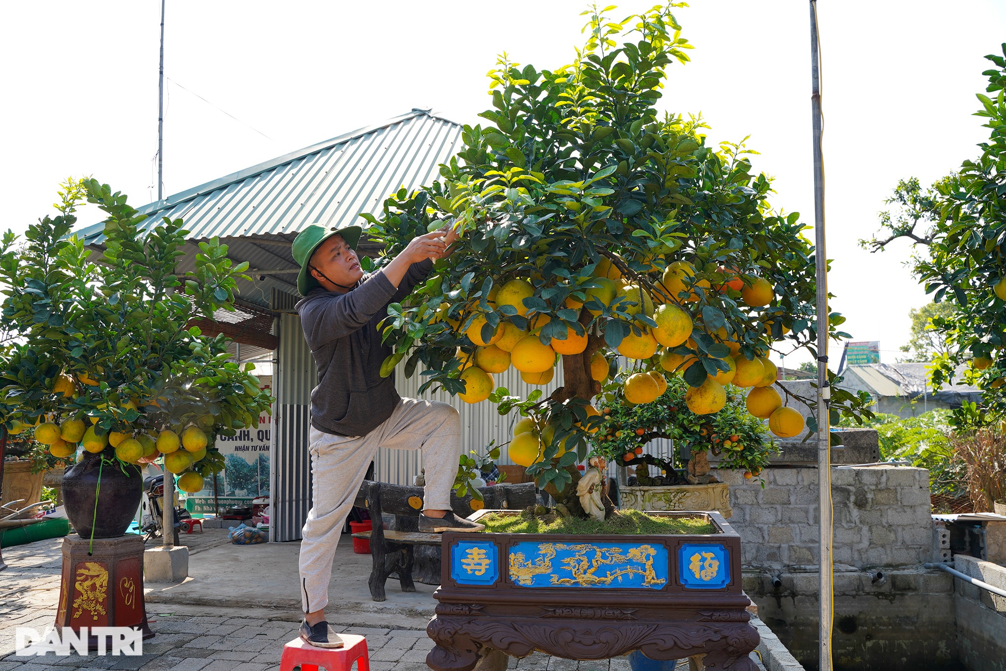 Chiêm ngưỡng vườn bưởi cảnh tiền tỷ sẵn sàng vào vụ Tết - 2 Chiêm ngưỡng vườn bưởi cảnh tiền tỷ sẵn sàng vào vụ Tết - 2