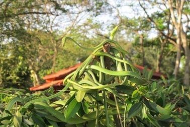 Thăm “vương quốc” rắn lớn nhất Việt Nam