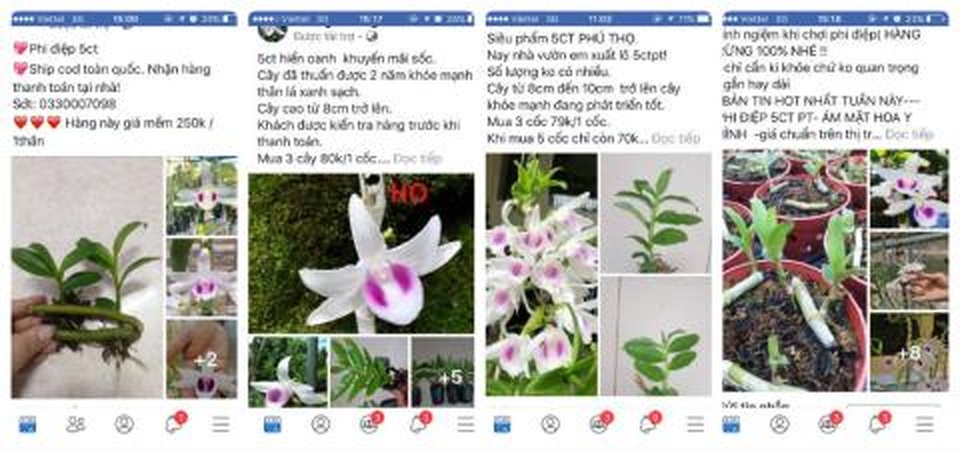 Trái đắng Phi điệp đột biến: Trăm tỷ chảy về Trung Quốc? - 1 Trái đắng Phi điệp đột biến: Trăm tỷ chảy về Trung Quốc? - 1