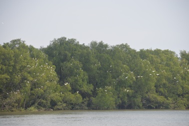 Về nơi khởi nguồn bài hát “Du kích Long Phú” bất hủ