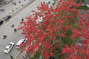 Hoa gạo nở đỏ rực từ nông thôn đến thành phố