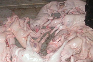 Đồ thối tiêu hủy thành đặc sản tiệc nhậu