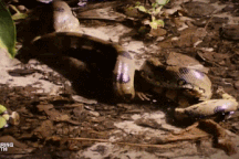 Trăn khổng lồ mai phục tấn công cá sấu