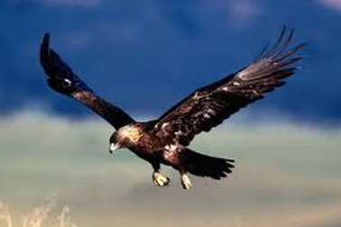 Xem đại bàng săn rắn biển kịch độc