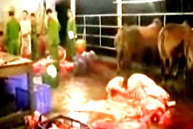 Quảng Nam: Xử nghiêm hành vi bơm nước vào gia súc 