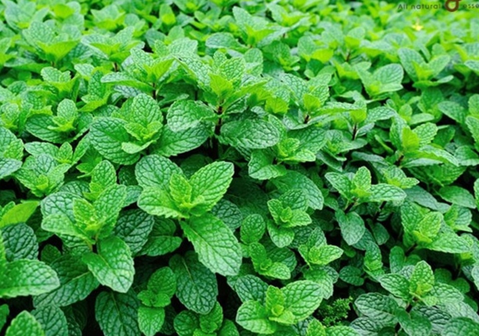 Đi tìm 10 mùi hương tốt cho sức khỏe tinh thần - 7