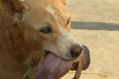 Cảm động hình ảnh chú chó cứu em bé sơ sinh trong thùng rác