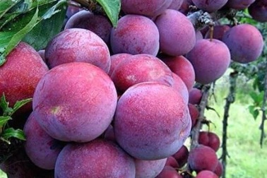 Tháng 5 về, “rủ nhau” trốn nắng lên cao nguyên Mộc Châu hái mận