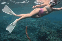 Nổi bật tuần qua: Cô gái bị rắn biển cực độc bơi lại gần khi đang lặn