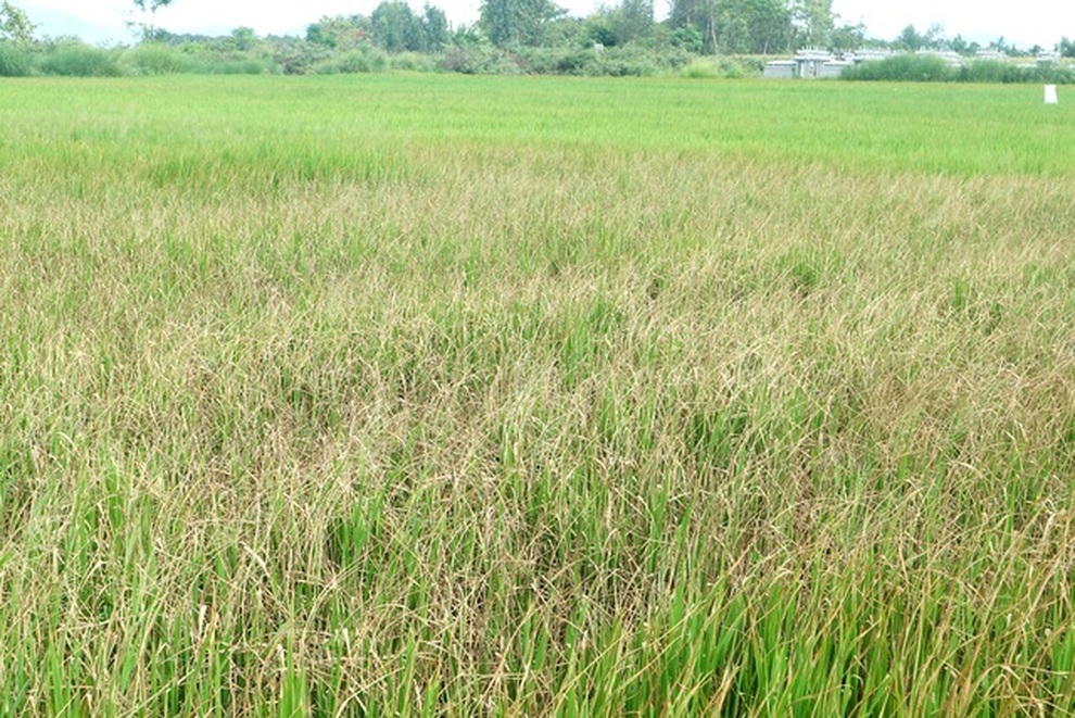 Cuộc sống đảo lộn vì thiếu nước sinh hoạt - 7 Cuộc sống đảo lộn vì thiếu nước sinh hoạt - 7