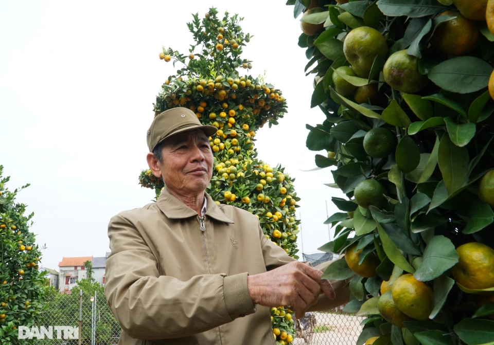 Chiêm ngưỡng vườn quýt lục bình khủng chuẩn bị cho Tết Tân Sửu - 3 Chiêm ngưỡng vườn quýt lục bình khủng chuẩn bị cho Tết Tân Sửu - 3