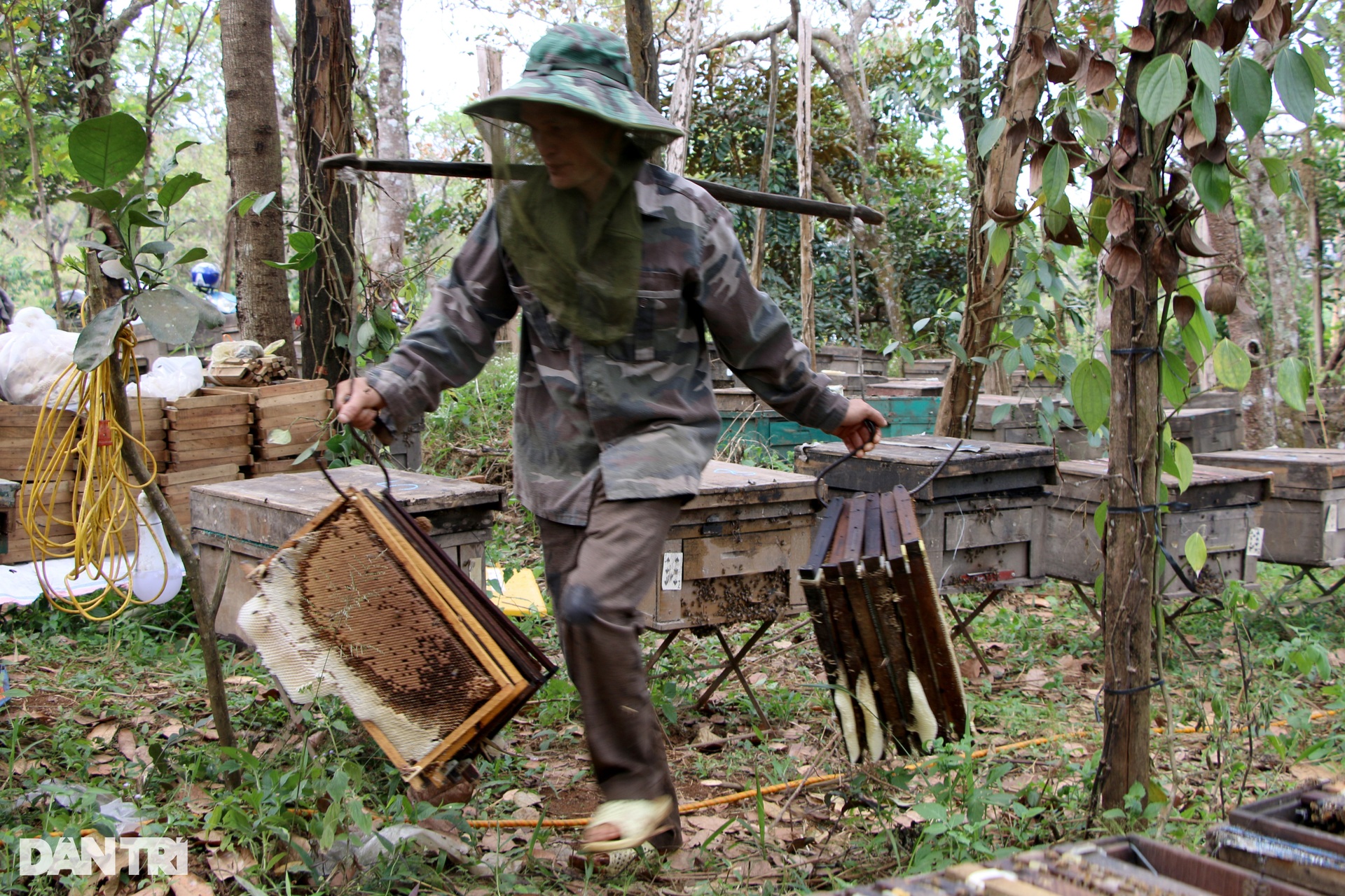 Mùa mật ong sớm ở Tây Nguyên - 9