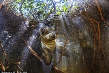 Bộ ảnh tuyệt đẹp về cuộc sống dưới nước vùng đảo Galapagos