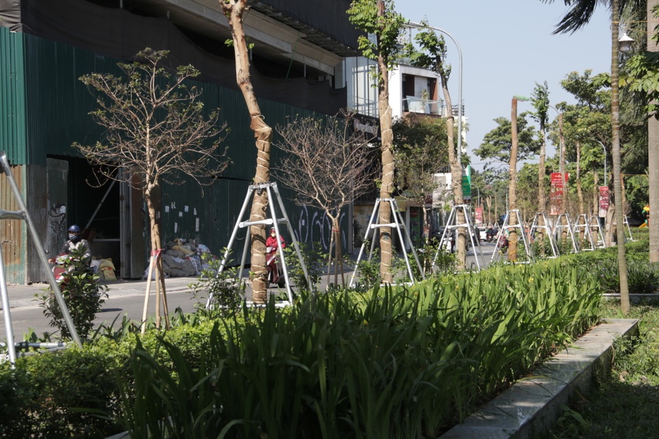Hà Nội: Diện mạo mới của phố Trích Sài sau khi đánh chuyển 96 cây hoa sữa - 3 Hà Nội: Diện mạo mới của phố Trích Sài sau khi đánh chuyển 96 cây hoa sữa - 3