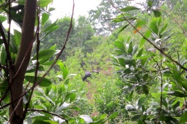 Bò tót xuống núi húc 4 người thương vong