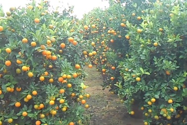 Clip vườn quất Hội An trĩu quả