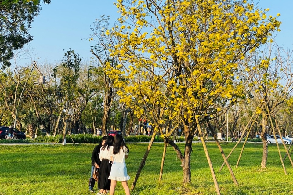 Cung đường Hoàng mai rực rỡ một góc trời kinh thành Huế - 8