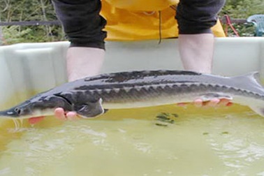 Cá tầm nuôi đang thiếu cơ sở pháp lý