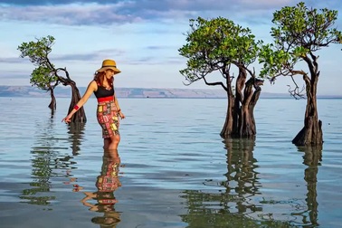 Ngắm hoàng hôn buông xuống hàng cây "nhảy múa"