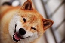 Hình ảnh “chú chó hạnh phúc nhất thế giới” sẽ khiến bạn mỉm cười