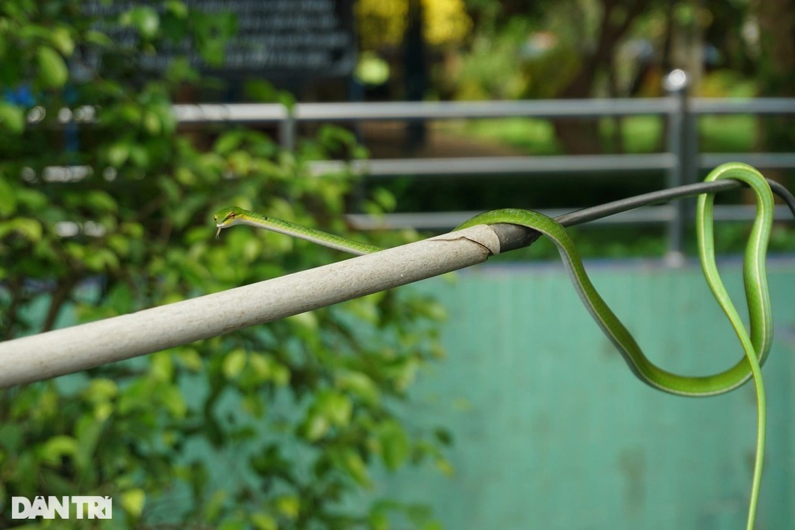 Những người mớm mồi, chăm bầy rắn nghìn con nhung nhúc quấn trên cây - 5 Những người mớm mồi, chăm bầy rắn nghìn con nhung nhúc quấn trên cây - 5