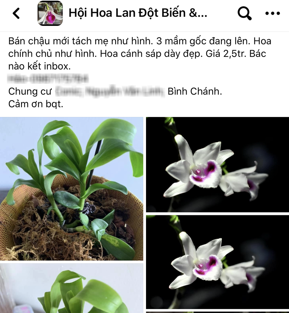 Vén màn giao dịch lan đột biến tiền tỷ trên chợ mạng - 1 Vén màn giao dịch lan đột biến tiền tỷ trên chợ mạng - 1