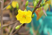 "Con ước một cái Tết có cả bố và mẹ"