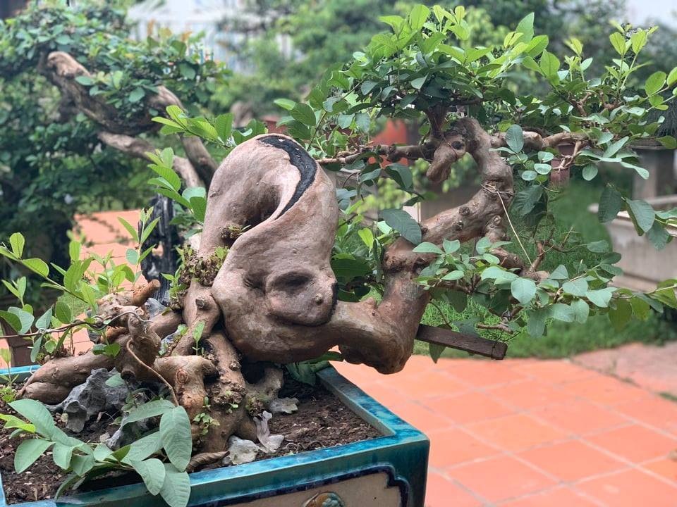 Khu vườn rộng 2000 m2 đẹp như tranh, sở hữu nhiều cây bạc tỷ ở Hà Nội - 18 Khu vườn rộng 2000 m2 đẹp như tranh, sở hữu nhiều cây bạc tỷ ở Hà Nội - 18