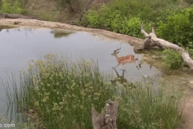 Linh dương nhảy xuống nước vẫn không thoát khỏi "nữ hoàng thảo nguyên"