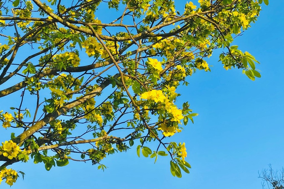 Cung đường Hoàng mai rực rỡ một góc trời kinh thành Huế - 2