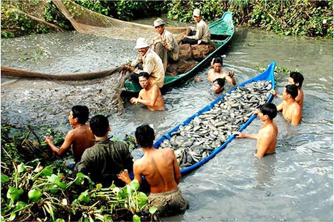 Kéo lưới thu hoạch cá. Ảnh: Phúc Hưng