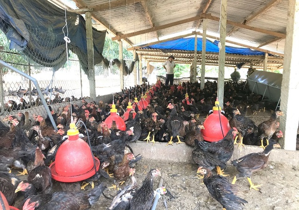 Người chăn nuôi khóc ròng vì tiền thức ăn tăng cao, giá bán gà chạm đáy - 2 Người chăn nuôi khóc ròng vì tiền thức ăn tăng cao, giá bán gà chạm đáy - 2