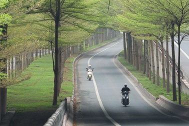 Không gian đẹp lạ khi cây bàng lá nhỏ đâm chồi non xanh mướt